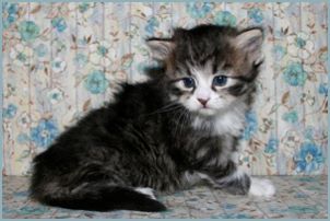 Female Siberian Kitten from Deedlebug Siberians